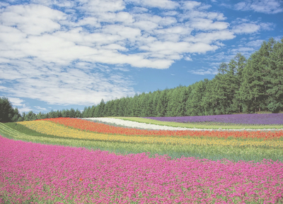 Hazy scene of a field of colourful flowers neatly arranged in rows as viewed by a person with cataract