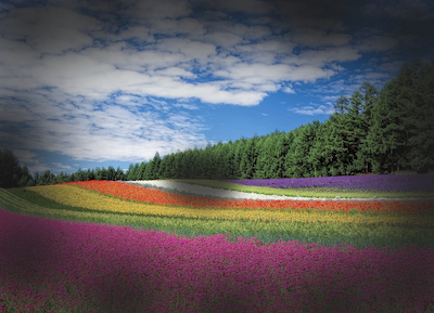 Scene of a field of colour flowers with a dark blotch in the centre and dark blotchy peripheral blurred edges as viewed by a person with advanced diabetes