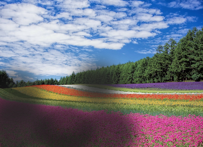 Colourful field of flowers with dark shadow patches obscuring the scene as viewed by someone with advanced glaucoma