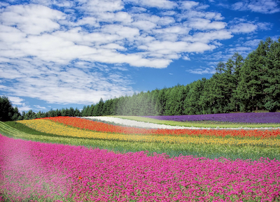 Field of multicoloured flowers with white hay blurry patches as seen by an individual with glaucoma