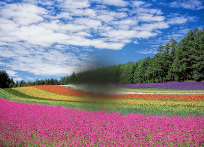 colourful field of rows of flowers with dark shadow in the centre of the scene as viewed by a person with macula degeneration
