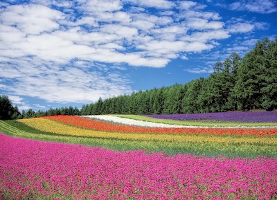 Vibrant scene of a field of coloured flowers in neatly arranged rows