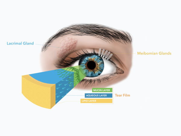 The three layers of the healthy human tear film and the glands responsible for producing them